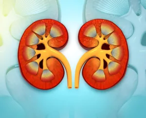 Zwei rote Nieren auf blauem Hintergrund