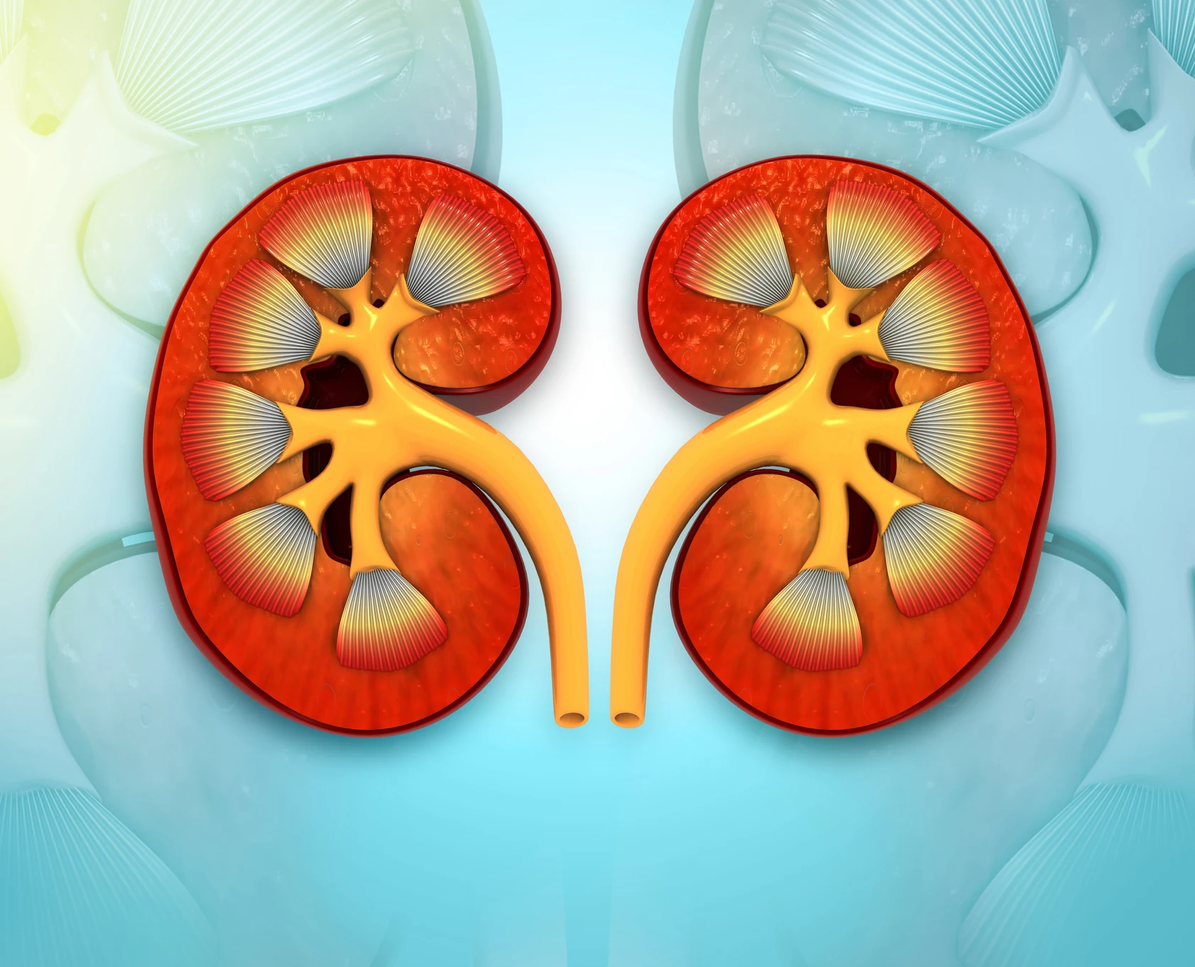 Zwei rote Nieren auf blauem Hintergrund